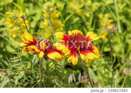 A vibrant blanket flower blooms boldly, its fiery red petals tipped with golden yellow, radiating warmth and wild beauty under the summer sun 138621985
