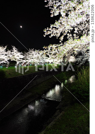 ピンクムーンと夜桜満開の山崎川 ピンクムーンと夜桜満開の山崎川 138622006