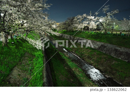 夜桜満開の山崎川 夜桜満開の山崎川 138622062