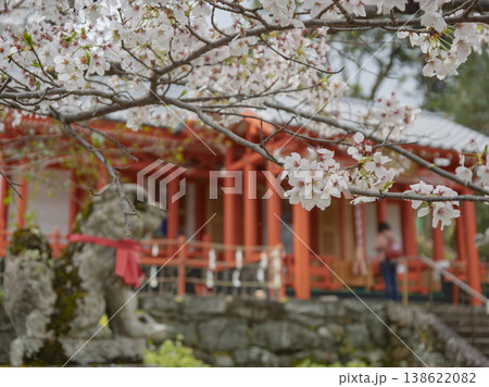 心澄む春の光。朱塗りの社殿と満開の桜 138622082