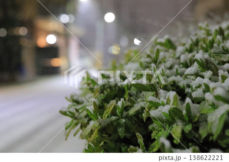 雪をまとった緑の植え込み 冬の街角クローズアップ 138622221