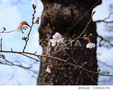 桜の標本木 桜の標本木 138622241