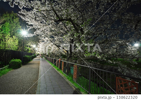 夜桜満開の山崎川四季の道 夜桜満開の山崎川四季の道 138622320