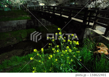 菜の花と夜桜満開の山崎川四季の道と木橋の鼎小橋 菜の花と夜桜満開の山崎川四季の道と木橋の鼎小橋 138622401