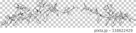 牽牛花線條畫插圖 2 牽牛花線條畫插圖 2 138622429