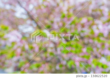 春の日差しに映える桜の花 春の日差しに映える桜の花 138622520
