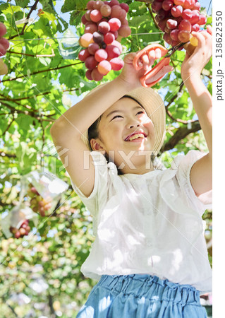 はさみで赤ぶどうを収穫する笑顔の女の子 138622550