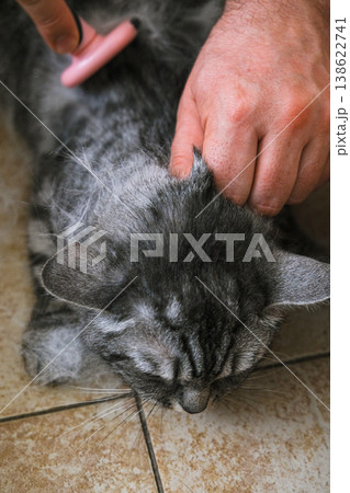 A cat laying on a pile of white cat hair 138622741