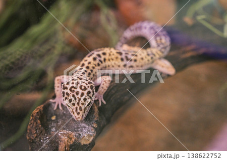A small lizard is sitting on a log in a green environment A small lizard is sitting on a log in a green environment 138622752