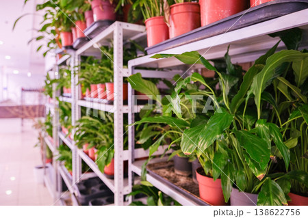 A row of potted plants on a shelf, with some of them being green 138622756
