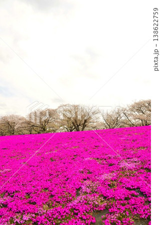 荒川赤羽桜堤緑地 荒川赤羽桜堤緑地 138622759