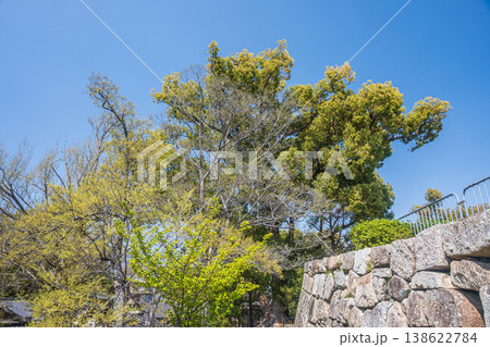 新緑の淀城跡公園 京都市伏見区 新緑の淀城跡公園 京都市伏見区 138622784