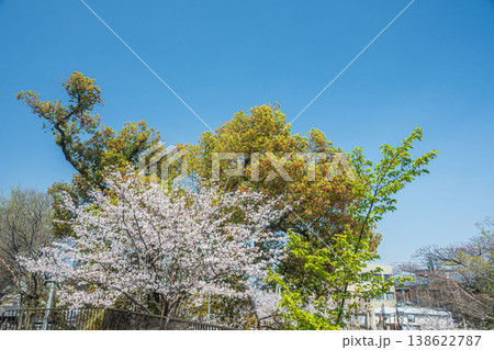新緑の淀城跡公園 京都市伏見区 新緑の淀城跡公園 京都市伏見区 138622787
