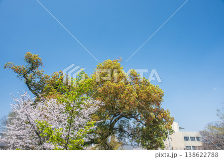 新緑の淀城跡公園 京都市伏見区 新緑の淀城跡公園 京都市伏見区 138622788