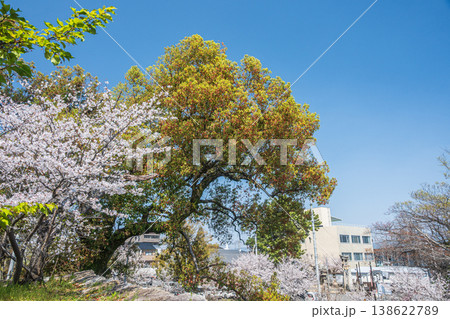 新緑の淀城跡公園　京都市伏見区　 138622789