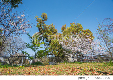 新緑の淀城跡公園 京都市伏見区 新緑の淀城跡公園 京都市伏見区 138622790