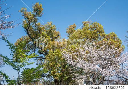 新緑の淀城跡公園 京都市伏見区 新緑の淀城跡公園 京都市伏見区 138622791