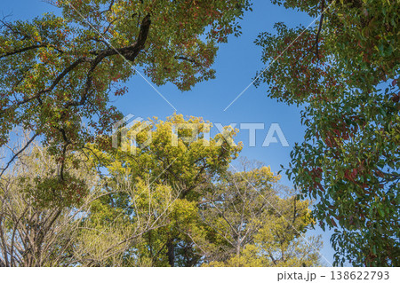 新緑の淀城跡公園　京都市伏見区　 138622793
