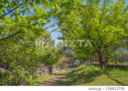 新緑の淀城跡公園　京都市伏見区　 138622798