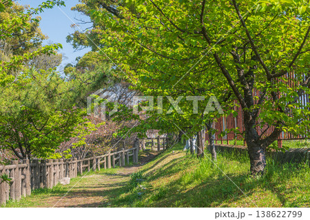 新緑の淀城跡公園 京都市伏見区 新緑の淀城跡公園 京都市伏見区 138622799