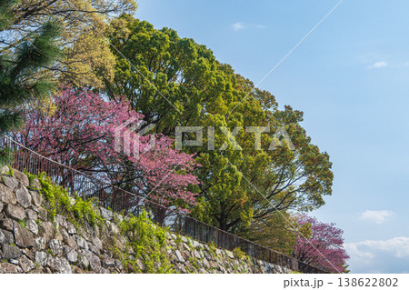新緑の淀城跡公園 京都市伏見区 新緑の淀城跡公園 京都市伏見区 138622802