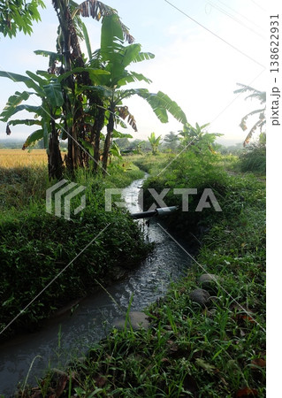 Small stream flowing through a rural landscape with banana trees 138622931