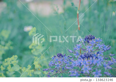 初夏のむらさき色の花 初夏のむらさき色の花 138623146
