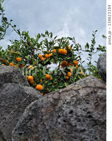 Basalt wall and tangerine trees in Jeju Island. Basalt wall and tangerine trees in Jeju Island. 138623184