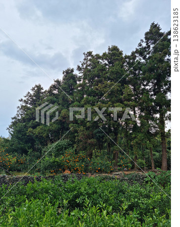 This is a lush green tangerine field. This is a lush green tangerine field. 138623185