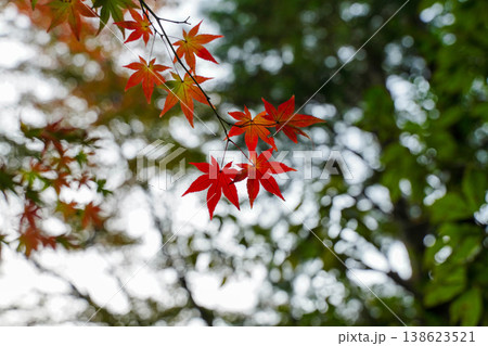 京都の寺院の境内の楓の紅葉 京都の寺院の境内の楓の紅葉 138623521