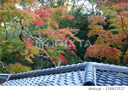 京都の寺院の境内の楓の紅葉 京都の寺院の境内の楓の紅葉 138623527