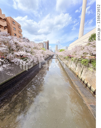 桜咲く 138623652