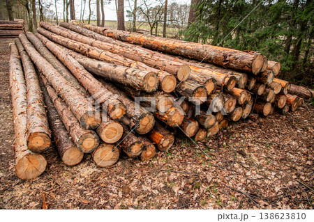 Tree log in forest. Pine tree log. Softwood lumber. Deforestation and logging. Stack of cut wood. Wood log timber logging. Harvest of timber. Lumber industry business. Deforestation. Stacked woodpile Tree log in forest. Pine tree log. Softwood lumber. Deforestation and logging. Stack of cut wood. Wood log timber logging. Harvest of timber. Lumber industry business. Deforestation. Stacked woodpile 138623810
