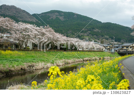 Yufu, Oita, Japan - March 30, 2026: Cherry blossom trees blooming along a riverside with yellow rapeseed flowers and mountain landscape in spring Yufu, Oita, Japan - March 30, 2026: Cherry blossom trees blooming along a riverside with yellow rapeseed flowers and mountain landscape in spring 138623827