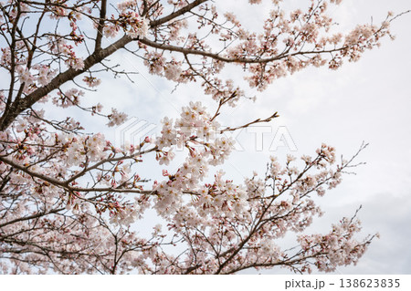 Yufu, Oita, Japan - March 30, 2026: Cherry blossom branches against sky with soft clouds in spring 138623835