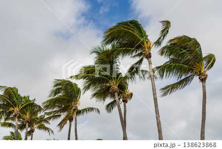 Palm tree in hurricane weather. Tropical beach in Miami. Tropical windy weather with palm tree. Strong wind. Exotic nature. Tropical palm grove. Palm tree on windy weather. Hurricane in Florida Palm tree in hurricane weather. Tropical beach in Miami. Tropical windy weather with palm tree. Strong wind. Exotic nature. Tropical palm grove. Palm tree on windy weather. Hurricane in Florida 138623868