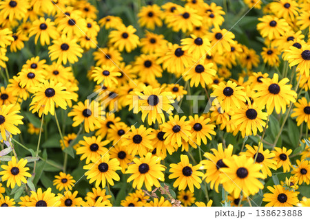 Yellow coneflower flower. Natural flower plant. Flora nature. Yellow flower background. Floral coneflower yellow background. Coneflower flower. Flowering coneflower in garden. Outdoor flowering plant Yellow coneflower flower. Natural flower plant. Flora nature. Yellow flower background. Floral coneflower yellow background. Coneflower flower. Flowering coneflower in garden. Outdoor flowering plant 138623888