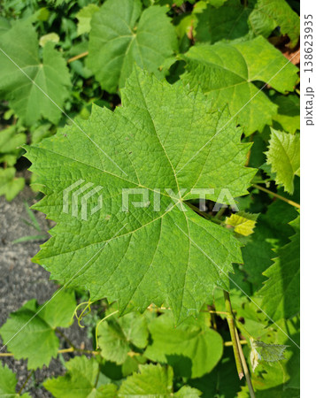 Close up of grape leaves. Close up of grape leaves. 138623935