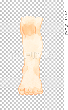 立っている子供の左足（裸足・正面）　人体・ボディパーツの手描き水彩イラスト素材 138623956
