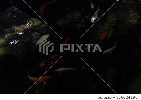 Koi fish in water, Kohaku breed. 138624198