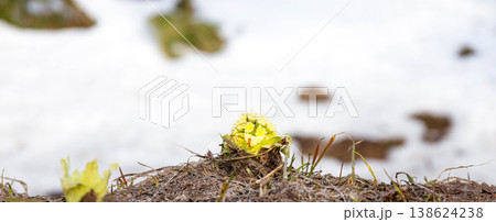 積雪が残る早春の北海道美瑛町で見つけた蕗の薹のある風景 138624238