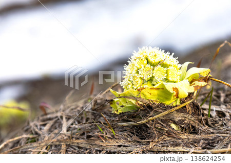 積雪が残る早春の北海道美瑛町で見つけた蕗の薹のある風景 138624254