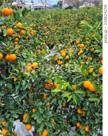 These are ripe Jeju Island tangerines. These are ripe Jeju Island tangerines. 138624256