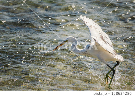 White egret hunting fish in shallow tropical sea, coastal bird with wide wings and long beak splashing water under bright sunlight with natural copy space White egret hunting fish in shallow tropical sea, coastal bird with wide wings and long beak splashing water under bright sunlight with natural copy space 138624286