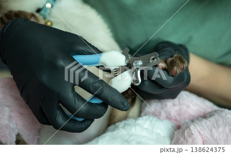 Cropped shot view of pet's owner using a nail clipper for cutting a cat's nails. Trimming a cat's claws every two to three weeks is an important part of maintaining your pet's health. 138624375