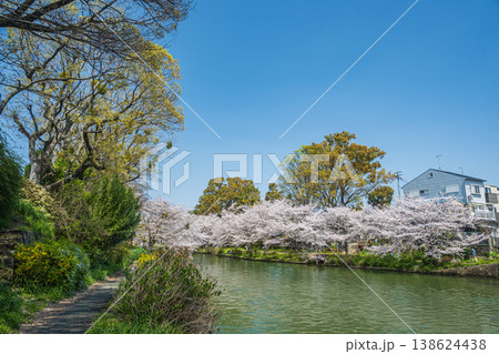 春の濠川 川沿いの桜並木 京都市伏見区 春の濠川 川沿いの桜並木 京都市伏見区 138624438