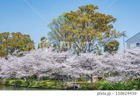 春の濠川　川沿いの桜並木　京都市伏見区 138624439