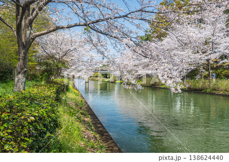 春の濠川　川沿いに咲く桜　京都市伏見区 138624440
