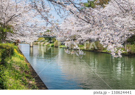 春の濠川　川沿いに咲く桜　京都市伏見区 138624441