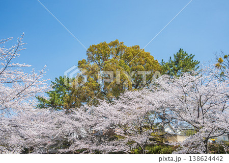 春の濠川 川沿いに咲く桜 京都市伏見区 春の濠川 川沿いに咲く桜 京都市伏見区 138624442